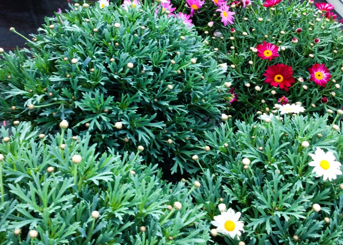Monheimer Blumenmarkt